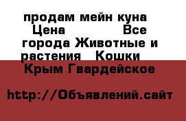 продам мейн куна › Цена ­ 15 000 - Все города Животные и растения » Кошки   . Крым,Гвардейское